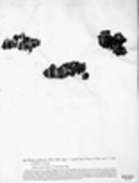 Pyronema omphalodes image